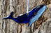 Ornament - Humpback Whale