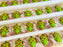 Turtle Handmade Soap Bar