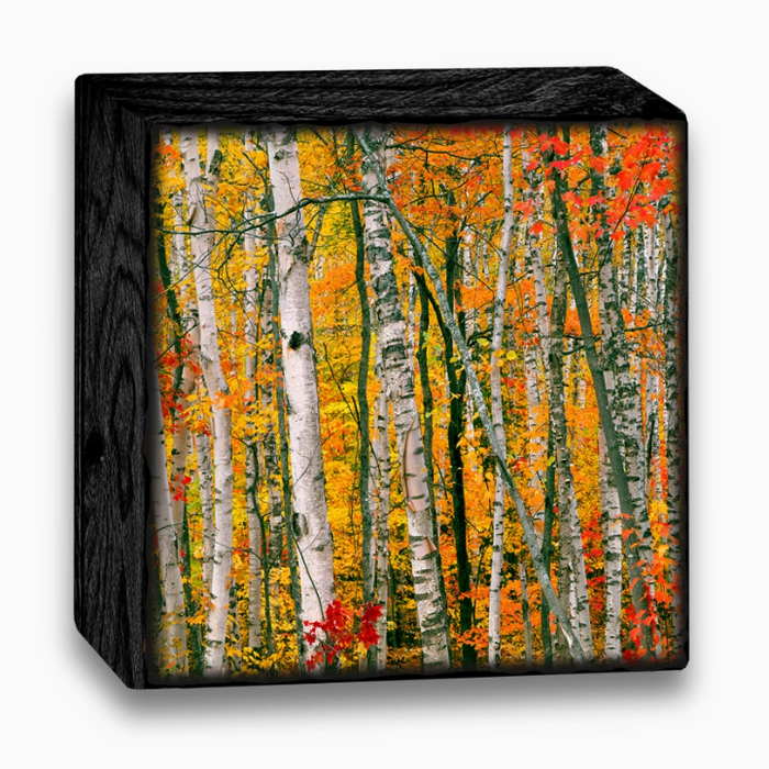 Art Blocks - WMK26AB4 - Autumn Birches - 4x4