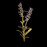 Brooch - Lavender