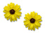 Yellow & Brown Sunflower