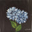 Original - 4x4 - Hydrangea Blossoms - Black Background - HBBlack-003