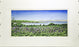 Print - 12x20 - Fort Hill Lupines #1 - Off White Matte